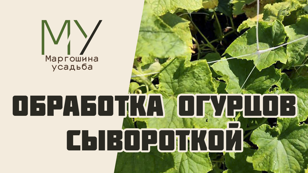 Обработка огурцов молочной сывороткой