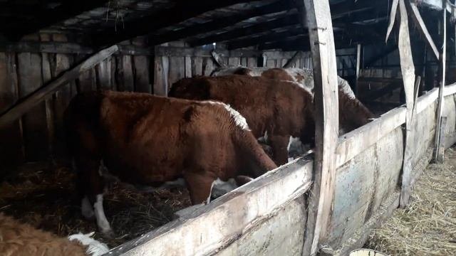 Симменталы . Кормление коров. КФХ Мжельская Светлана Ивановна.