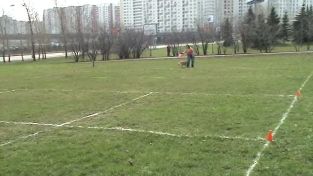 Казакова Анастасия АПБТ Brave Fighter`s Odree смотреть онлайн