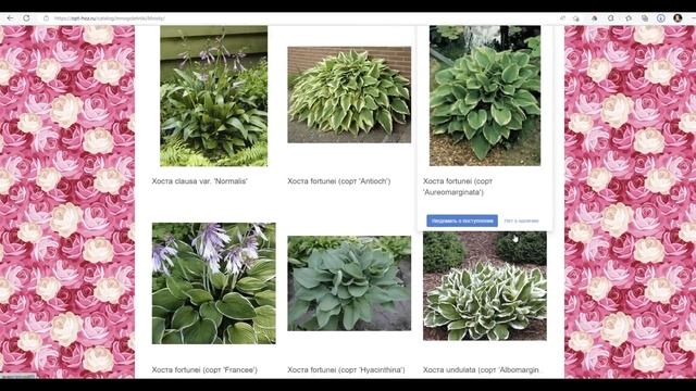 Чем заняться садоводу зимой? смотреть онлайн