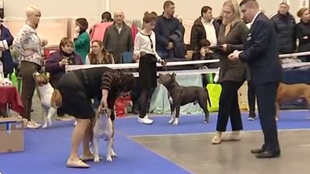 Чемпионат по породе АСТ - Хрустальный кубок Украины - ЧАСТЬ 1 смотреть онлайн