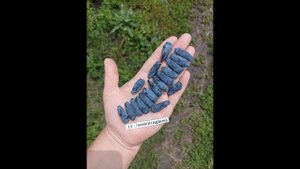 ПАМЯТИ ГИЗЮКА сорт жимолости