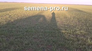 Кольчуга - озимая пшеница для сравнения с канадским сортом. Часть 2