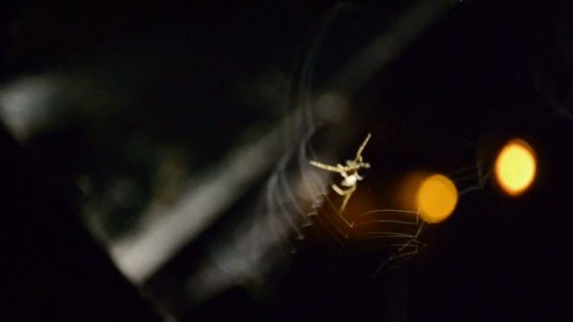 Подводная охота ! Когда лучше днем или ночью смотреть онлайн