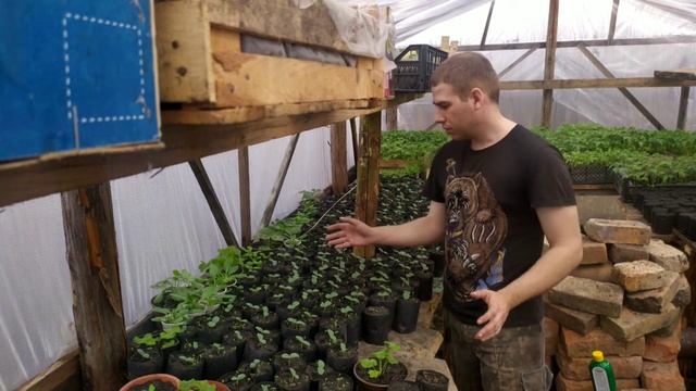 ТЕПЛИЧНЫЙ БИЗНЕС С НУЛЯ!! СДЕЛАЙ ЭТО С РАССАДОЙ ОГУРЦОВ!!!! смотреть онлайн