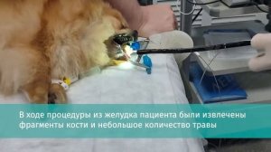 Удаление инородного тела гастроскопом из желудка собаки