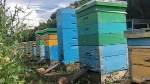 Сравнение 12ти и 6ти рамочных ульев на мёдосборе. Результат на начало июля