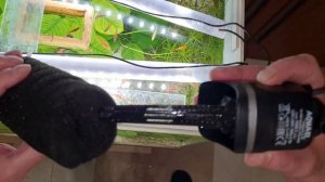 #02 Эвгленовые водоросли. Зеленая вода в аквариуме. Аквариумистика с Геннадием Посейдонычем