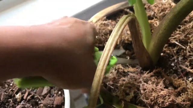 Alocasia - Low Rider Care смотреть онлайн