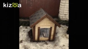 Силиконовая шторка для собачьей будки | Шторка на будку для собаки