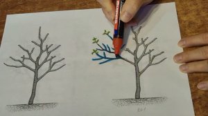 431_Обрезка в деталях. Яблони и груши 3-й год.