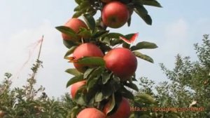 Яблоня колоновидная Есения (malus) ? яблоня Есения обзор: как сажать саженцы яблони Есения