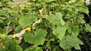 Дайте это Огурцам и они снова позеленеют, не будут болеть и обильно заплодоносят!