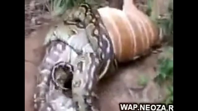 ОГРОМНАЯ АНАКОНДА поглощает ЛОШАДЬ смотреть онлайн