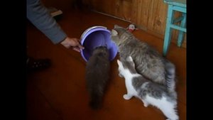 Деревенские котята