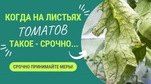 ЕСЛИ УВИДЕЛИ ТАКОЕ НА ЛИСТЯХ ТОМАТОВ - СРОЧНО ПРИНИМАЙТЕ МЕРЫ!