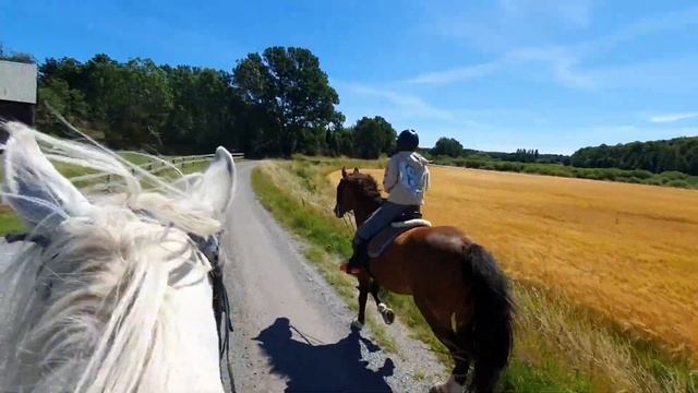 Кони. Лошади. Прогулка. Поля Швеции смотреть онлайн