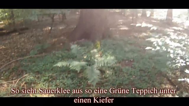 ?СЪЕДОБНЫЕ РАСТЕНИЯ КИСЛИЦА?