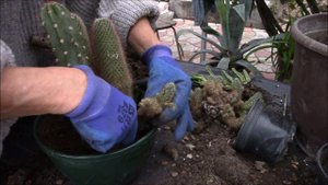Кактусы и суккуленты! Составляю композицию из суккулентов и кактусов!