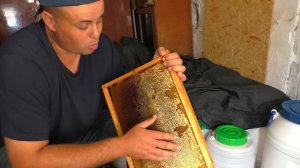 Откачанный МЁД нельзя давать пчёлам осенью. Есть нюанси о которых ВЫ должны знать.