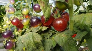 ЧЕРНЫЕ ТОМАТЫ. СОРТ  «ЧЕРНАЯ ГРОЗДЬ». ТопСад