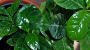 Кофейное дерево приметы и суеверия! Магия кофе!