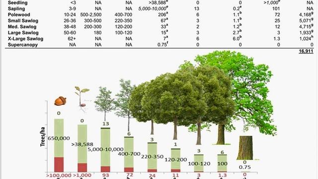 Tackling the Norway Maple Problem смотреть онлайн