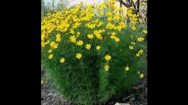 #Копытень #Кореопсис Garden #flowers122 Декоративные растения