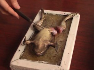 Действие курареподобного вещества на нервно мышечный синапс