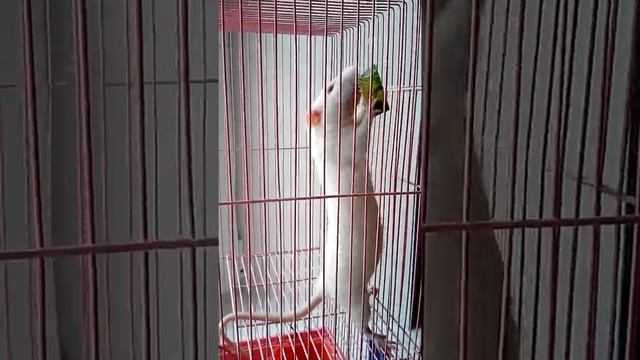 Крыса наша мимимЫшка смотреть онлайн