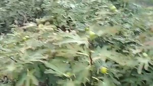 Урожай инжира сорта "Далматский"