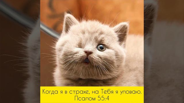 Учите стихи из Библии вместе с пушистиками 😺🐻🐶#библиядлядетей#мультик#дети#развивающиймультик#Бог