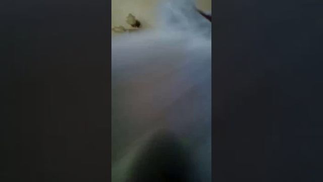 Умный домофон?????? ч.1 #видео, #умныйдом, #норм, #смех, #топ, #класс, #лайк, #подписка. смотреть онлайн