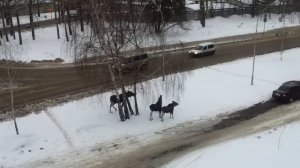 Лоси в Заречном Пензенской области