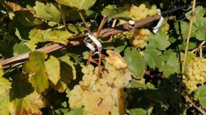 18 сентября 2021 г. Виноград на Алтае .#ВиноградвСибири