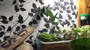 Фикусы. Септика Голд Сплеш. Эректо. Бенгальский тигр.