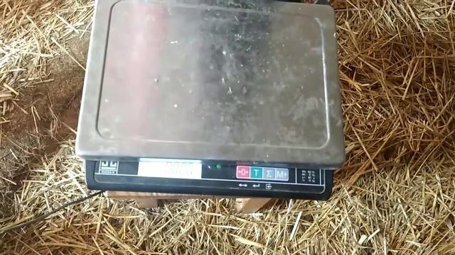 Вес индюшат Хайбрид Конвертер в один месяц