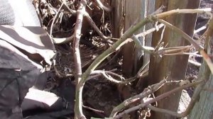 Как избавиться от клена ч.2. Итог.