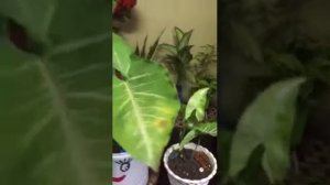 How to take care of syngonium plant 🌱