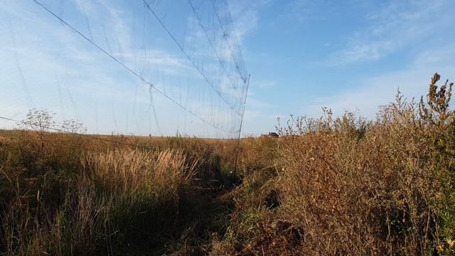 Ловля певчих птиц 2021. Первые осенние птички. смотреть онлайн