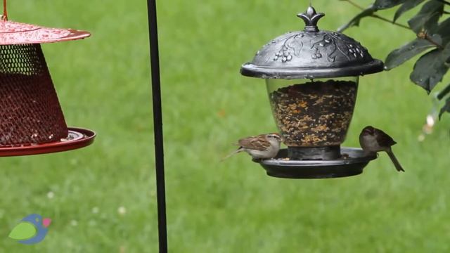 Кормушка для птиц Холли Берри Серебряный шале от Кобрако смотреть онлайн