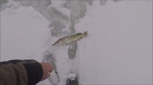 Ловим щук ждем леща первый лед 12.2023