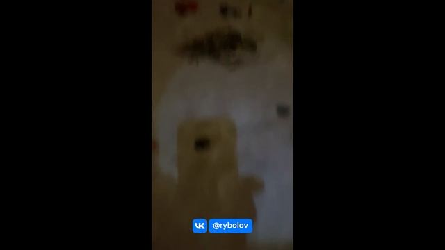 Задержаны браконьеры в Орехово-Зуево. смотреть онлайн