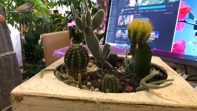 КАКТУСЫ ДЕЛАЕМ КРАСИВУЮ КОМПОЗИЦИЮ смотреть онлайн