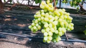 Новая г. форма Памяти Шмелева.