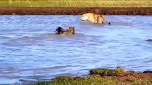 Эти Гиены Связались Не с Тем Львом! Гиены Против Львов, Бегемотов, Леопарда, Медоеда, Носорога