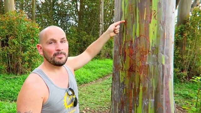 Rainbow Eucalyptus Trees on the Road to Hana | Expedia Viewfinder Travel Blog смотреть онлайн