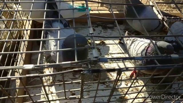 ЖИЗЗАХ КАПТАР БОЗОРИ 4/ Голубиный рынок г.Джизак (Узбекистан) 10.01.2021 смотреть онлайн