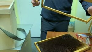 СБОР МАТОЧНОГО МОЛОЧКА//ЗАРАБАТЫВАЕМ НА ПЧЕЛАХ//ДОХОД С ПАСЕКИ//СОБИРАЕМ МАТОЧНОЕ МОЛОЧКО