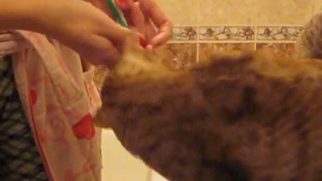 Наш Феллини чистит зубы смотреть онлайн